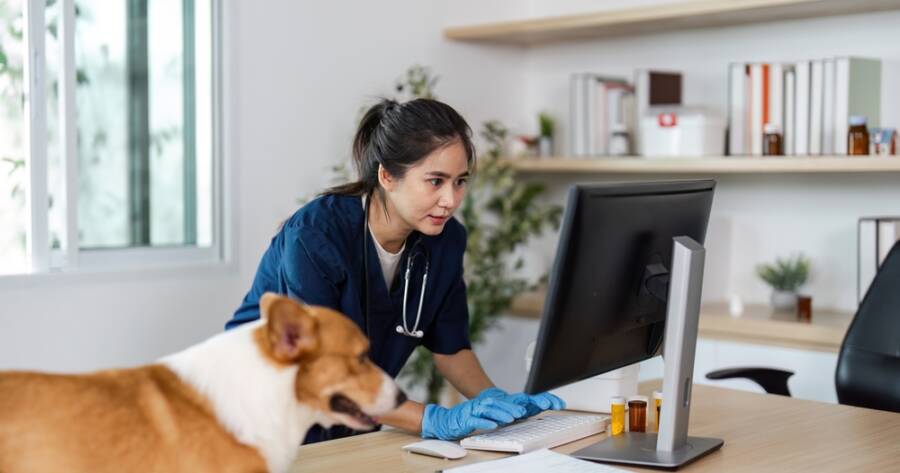 Top Career Options For Animal Lovers